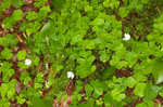 Mountain woodsorrel